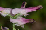 Ramping fumitory